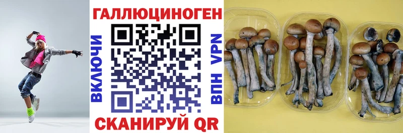 blacksprut сайт Жуковка Псилоцибиновые грибы Psilocybe